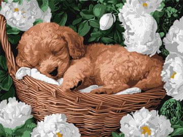 Rayher.	 Slikanje po številkah, A sleeping poodle, 30x40 cm