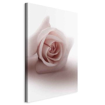Artgeist Slika - Floral Glamour (1-delna) - nežna in pastelna vrtnica