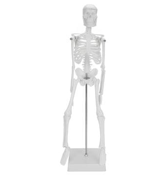 shumee Model človeškega okostja, premičen, 45 cm, izobraževalni anatomski model za učenje biologije