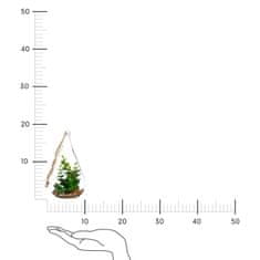 Atmosphera Umetna rastlina | viseča | Crassula solza