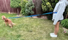 Povodec za pse z amortizerjem 480 cm MODRE barve, nastavljiv, prostoročen, izdelan na Poljskem