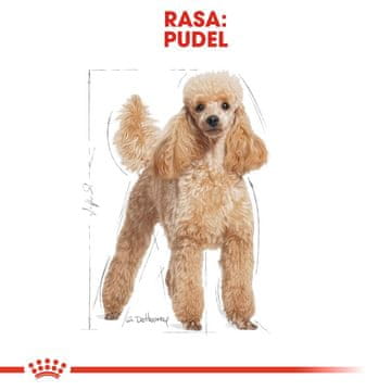 ROYAL Royal Canin Poodle Adult 1.5 kg - suha hrana za odrasle pudle