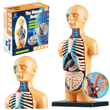 slomart LEAN TOYS Anatomiczni model človeškega telesa z organi