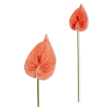 shumee Veja - Oranžen penasti anturij 57 cm