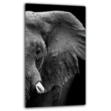 shumee Steklena zaščitna plošča za indukcijo 30x52 slon