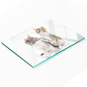 shumee Kaljena večnamenska dekorativna steklena tabla Dve mački 80x52 cm