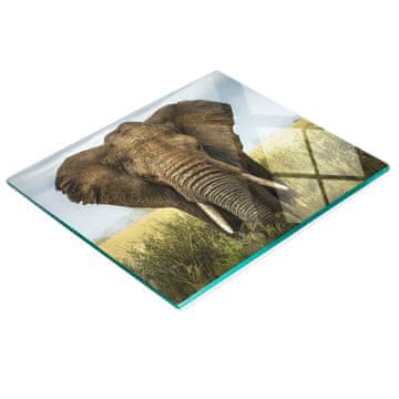 shumee Kaljena večnamenska dekorativna steklena tabla Slon Savannah 60x52 cm