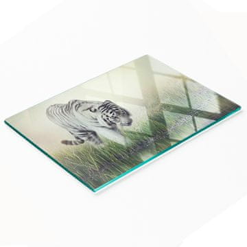 shumee Kuhinjska večnamenska dekorativna steklena plošča Beli tiger 80x52 cm