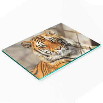 shumee Dekorativna steklena kuhinjska deska za rezanje Bengalski tiger 80x52 cm