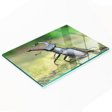 shumee Kuhinjska večnamenska dekorativna tabla iz kaljenega stekla Beetle 80x52 cm