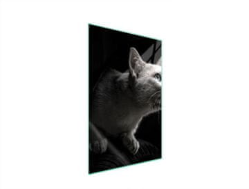shumee Steklena deska za rezanje 35x52 Cat