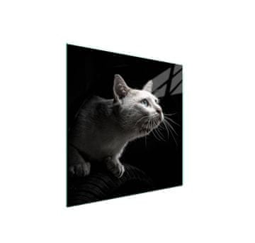 shumee Steklena zaščitna plošča za štedilnik 50x52 Cat
