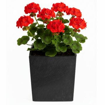 shumee Cvetlični lonček Flore iz črnega betona v30,5x29,5x29,5 cm