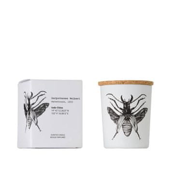 VILA Dorysthenes Walkeri - Vila Hermanos - dišeča sveča 75 g - serija Insect Collection