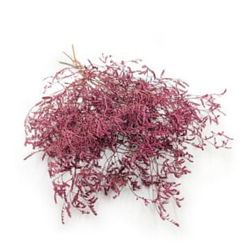 shumee Posušena širokolistna morska sivka - Limonium Latifolium - barvana - roza