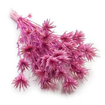 shumee Orientalska črna kumina - (Nigella Orientalis) - lila