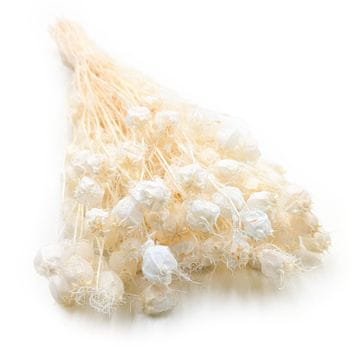 shumee Posušena črna kumina - (Nigella Damascena) - beljena