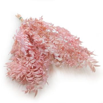 shumee Stabiliziran Ruscus - (Ruscus) - Pastelno roza