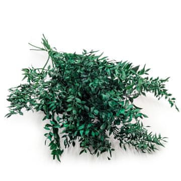 shumee Posušeni Ruscus - (Ruscus) - Zeleni