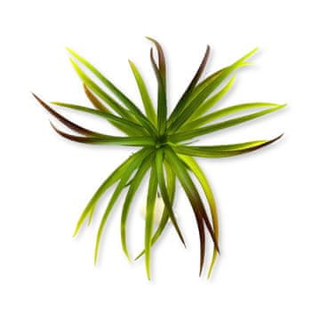 shumee BioPlant Tillandsia brachycaulos abdida zelena umetna rastlina popolna imitacija