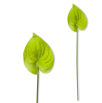 shumee Veja - Zelena penasta anturija 57 cm