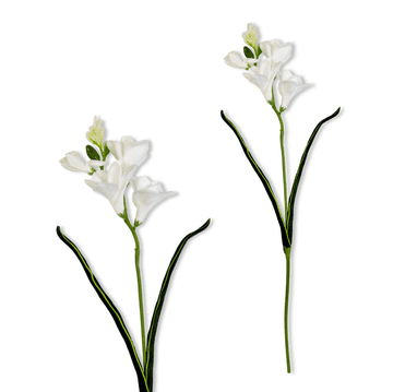 shumee Vejica - bela penasta frezija 59 cm