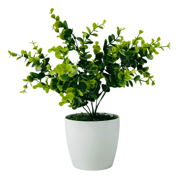 shumee Lončnica - Zeleni evkaliptus 30 cm