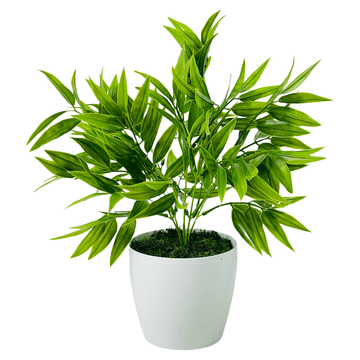 shumee Lončnica - Zeleni Ruscus 25 cm
