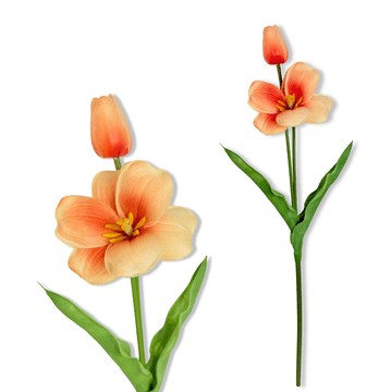 shumee Vejica - marelični penasti tulipan 53 cm