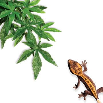 shumee Viseča rastlina Repti-Zoo 40 cm - javorov konopljin, žametni listi