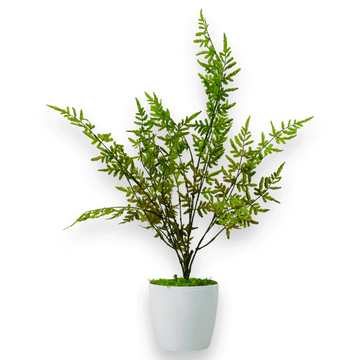 shumee Lončnica - Praprot, lončnica praprot zeleno-rjava 75 cm