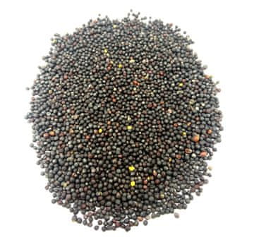 SEMENA REPICE 500 G NARAVNA TRGOVINA