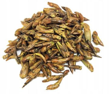 CELI POSUŠENI POPCI ČRNEGA TOPOLA 1 KG 100%