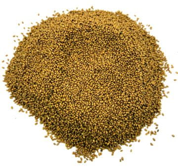 SEMENA KAMELA 1 KG NARAVNA
