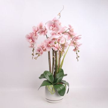 Homestar Orhidejni vrt Queen H68cm svetlo roza