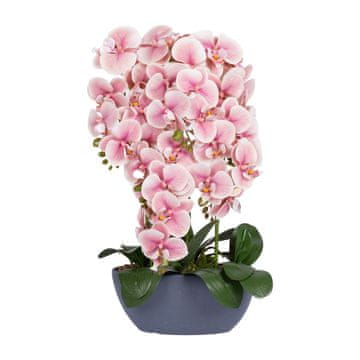 Homestar Orhideja Garden Queen H64cm svetlo roza
