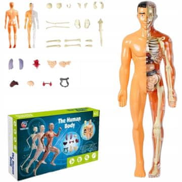 shumee Izobraževalni anatomski model človeškega telesa, okostja in notranjih organov 3D