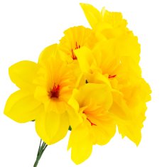 33 Šopek narcis CV22107 umetni cvetovi narcis za spomladanski aranžma v vazi