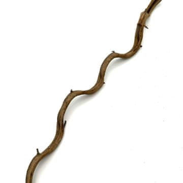 BIO BioThai Liana 1-2 cm / 100 cm