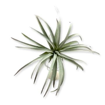 BioPlant Tillandsia brachycaulos abdida siva umetna rastlina popolna imitacija