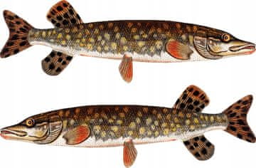 Nalepke za čolne - 2 x Pike M