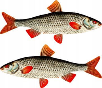 Nalepke za čolne - 2 x Roach M