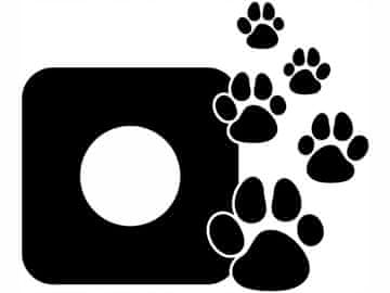 Zaščitna nalepka za Switch - Paw Paws Single