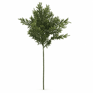 Rayher.	 Cipresa vejica 46cm zelena