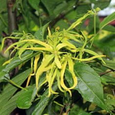 Alteya Organics ORGANICZNY OLEJEK YLANG-YLANG 10ml