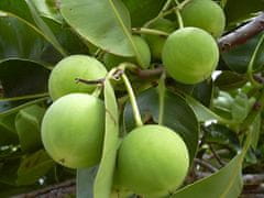 Alteya Organics ORGANICZNY OLEJ TAMANU 50ml
