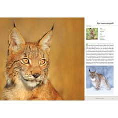 Fenix POLJSKE ŽIVALI VELIKI ALBUM ATLAS FAVNA DARILNA KNJIGA TRDA VEZAVA