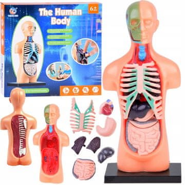 JOKOMISIADA Izobraževalni komplet Anatomski model ČLOVEŠKO TELO + organi 11 kosov ZA5200