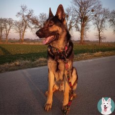 TRPEŽNA OVRTNICA ZA PSE z dvojno zaponko M 20 mm PSIHODELIA