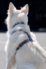 TRPEŽNA in močna OVRATNICA za močne pse amstaff M 20mm zelena VZOREC